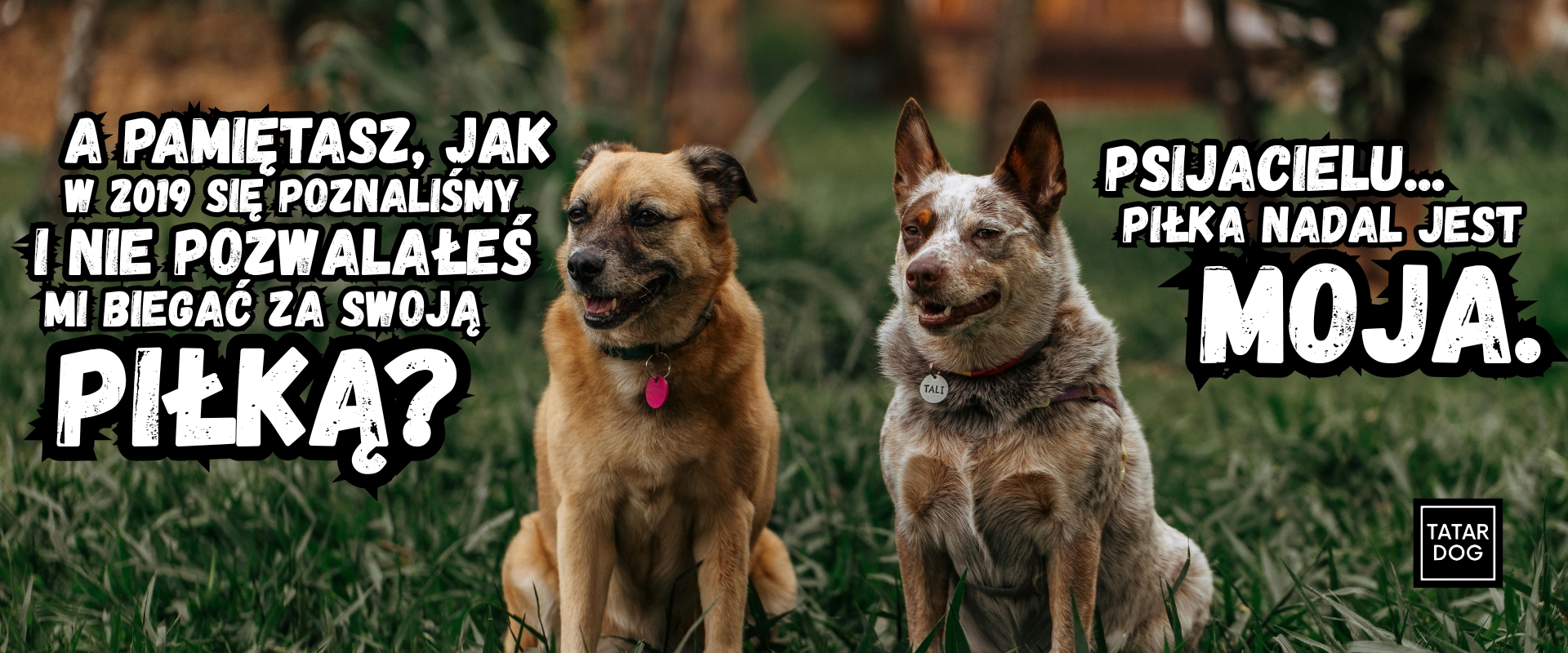 Zapoznanie psów najbezpieczniejszy sposób